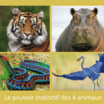 Le pouvoir instinctif des 4 animaux